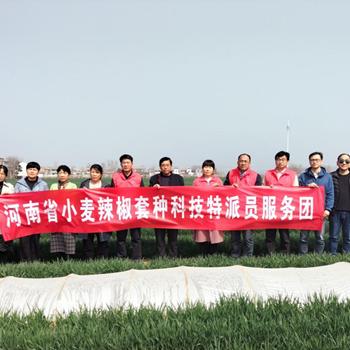 鄢陵最新菜价查询表，今日蔬菜价格一览