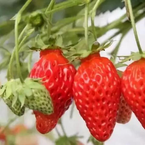 全球最佳草莓品种排行榜