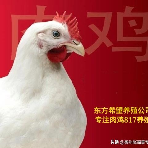 今日817毛鸡价格最新动态分析