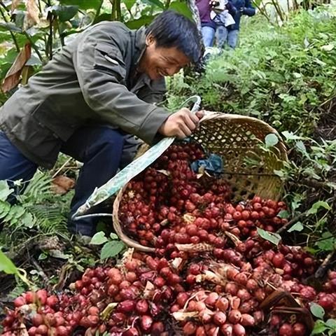 2024年资料免费大全：牛、鼠、羊、猪，免费资料