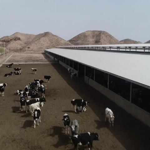白银羊肉今日价格行情最新解析