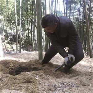 崇仁春日挖笋盛况，绿色寻宝记引爆头条