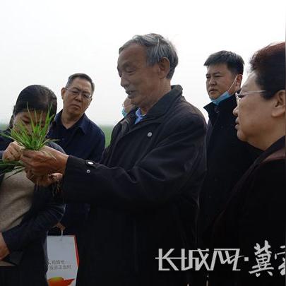 定州今日小麦价格最新动态分析
