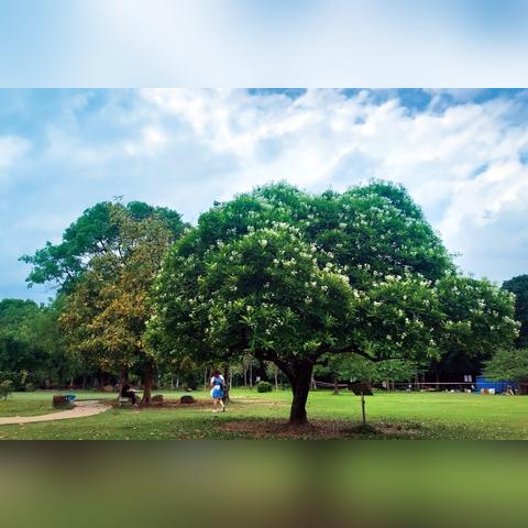花城旅游拍照宝典，定格浪漫绚烂每一刻
