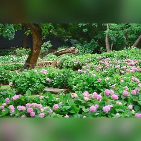 梦幻海游园最新攻略，解锁全方位欢乐之旅指南