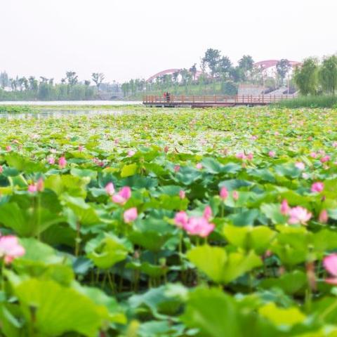 亳州当涂县新闻，共绘乡村新画卷，聚焦发展新动态