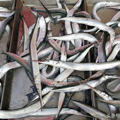 今日草青鱼价格走势深度解析与最新观察