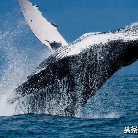 探寻深海巨兽，海中怪物排名前十揭秘！