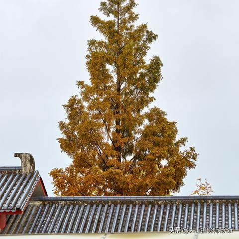 百度独家呈现，唯美人物盘点，令人陶醉的美丽瞬间惊艳眼球！