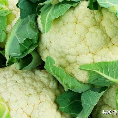 全球冬瓜产地大揭秘，源头追溯与最佳产地榜单揭晓！