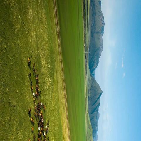 「梦幻自然世界之旅，羊群旅游攻略大揭秘」