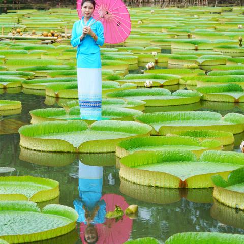 西双版纳深度游，热带雨林探险攻略