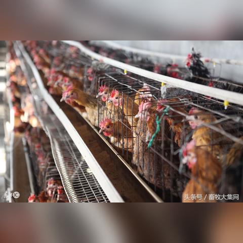 山东蛋价最新行情，市场走势分析与预测，今日鸡蛋价格一网打尽！