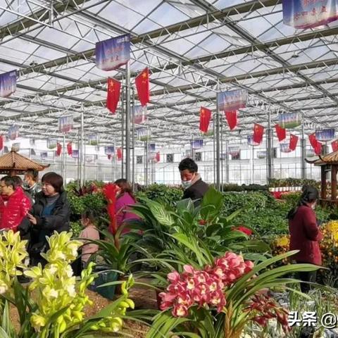 临夏玻璃桥事件真相揭秘，深度解析背后故事