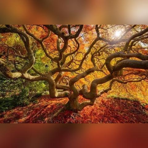 熊经鸟伸 第6页