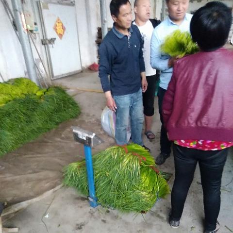 今日蒜薹行情速递，市场走势深度分析与预测