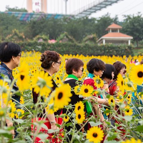 一年四五月份旅行攻略，揭秘最佳旅行季节的无限魅力