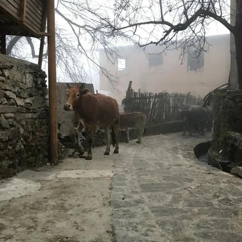 哈尼族元阳，神秘与美丽的独特魅力探寻之旅