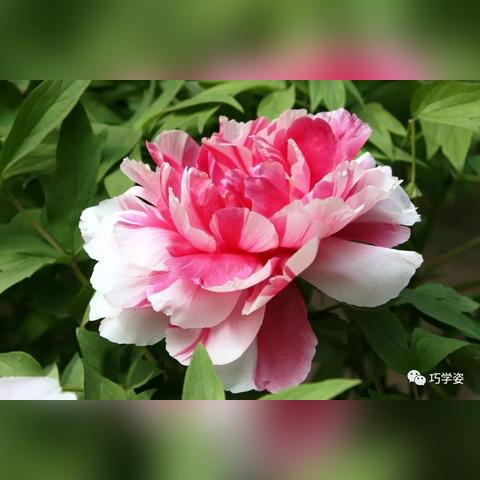 小鸟依人 第4页