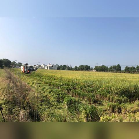 桐城双福县最新热点新闻头条