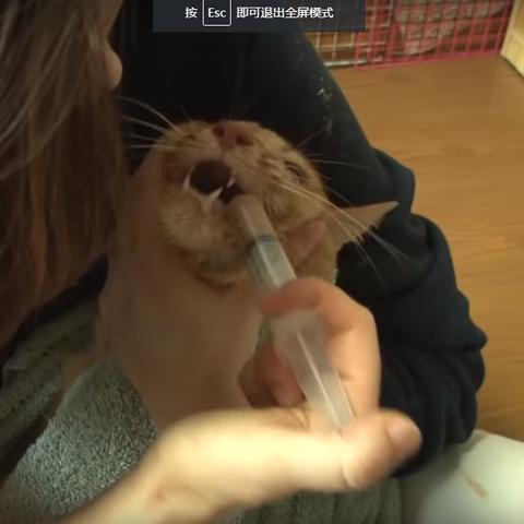 全球猫粮排行榜大解密，如何选择优质猫粮？