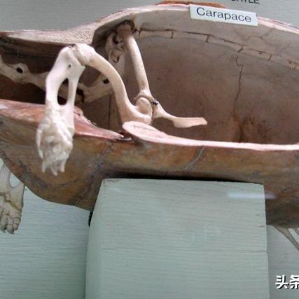励志小乌龟，坚韧前行，小小身躯蕴含无穷力量