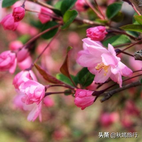 苏州春光游攻略，探寻古城春意盎然之旅