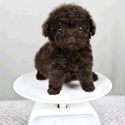 揭秘泰迪犬界最受欢迎的前十种类，你了解哪些上榜？