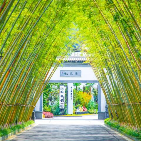 婺源旅游攻略大揭秘，探索绝美旅游景区！