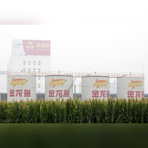 揭秘百度白马篇，探寻搜索巨头的背后故事