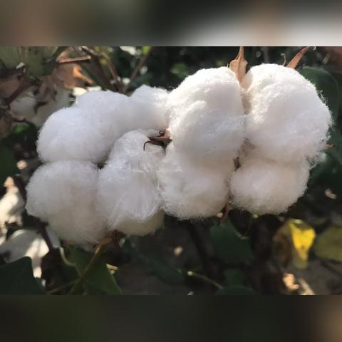 花香鸟语 第5页