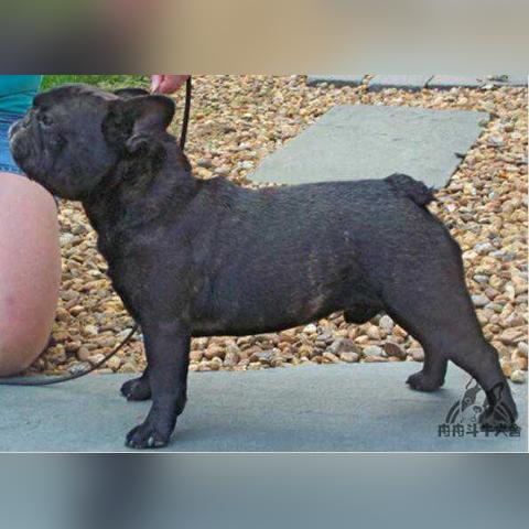 揭秘斗牛犬价格真相，深入了解品种、血统与市场价格因素