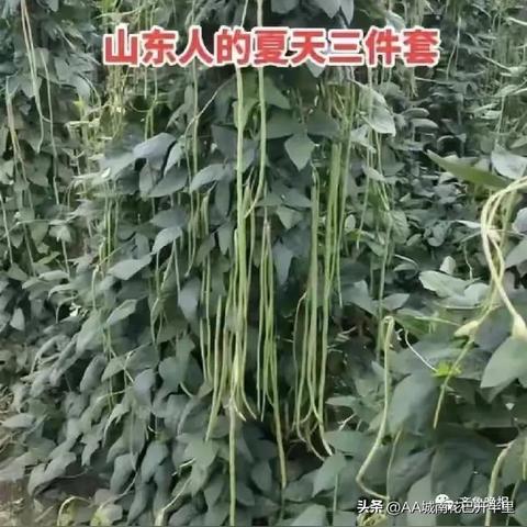 山东黄瓜最新价格走势与市场动态深度解析
