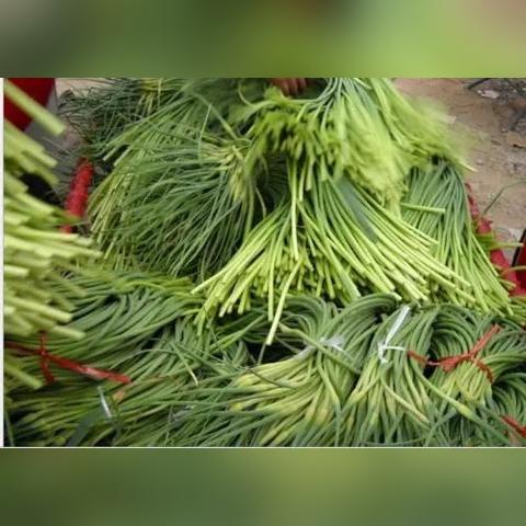 金乡今日蒜苔价格大揭秘，最新行情与市场波动背后的原因探究