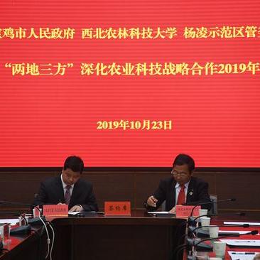 杨陵最新菜价行情概览，今日蔬菜价格一览表