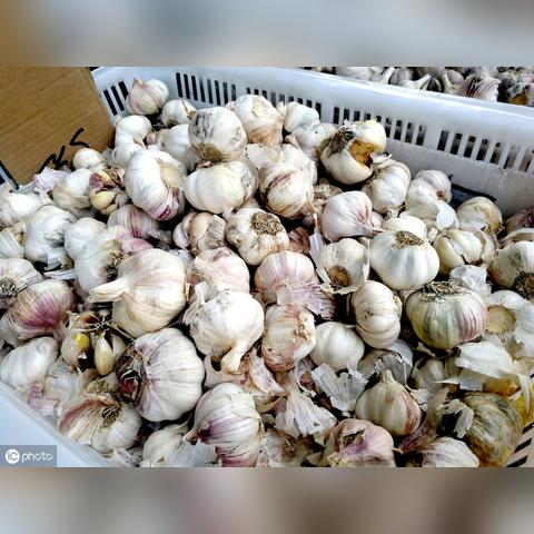 金乡大蒜最新行情，市场走势、种植户反应一网打尽！