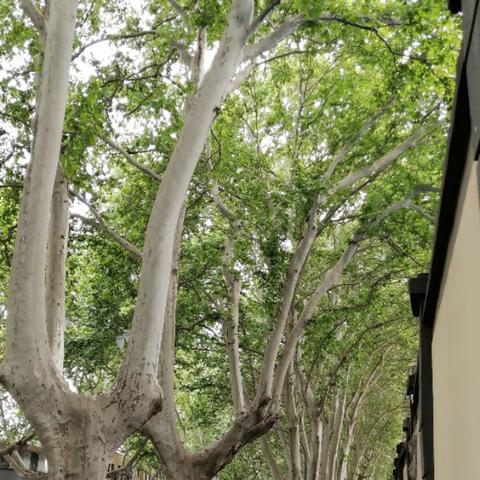 南京路旅游攻略揭秘古都魅力，畅游历史长河无限风光