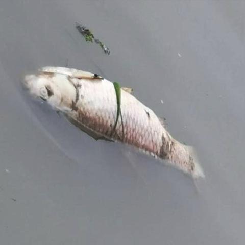 全球钓鱼爱好者人数大揭秘，钓鱼运动的魅力与吸引力何在？