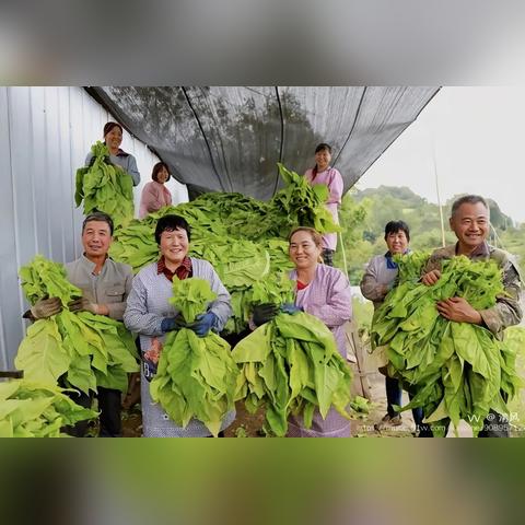 今日烟价行情大揭秘，市场走势与消费者反应观察