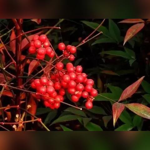 许昌小视频新闻聚焦，城市脉搏的新视角