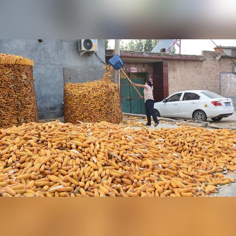 广东玉米行情最新走势分析今日揭秘