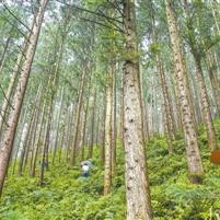 福建育种行业领军解析，十大公司成功育种之路揭秘