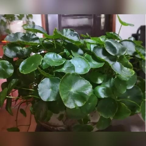 玻璃茶缸十大品牌排名，优质产品精选榜单
