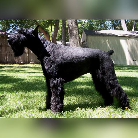 世界名犬排名榜单揭秘，巨星犬的力量与魅力展现