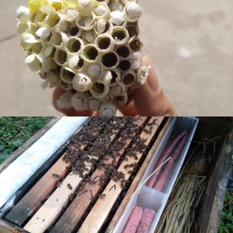 全球顶级蜂蜜最新排名，自然馈赠的美味之选
