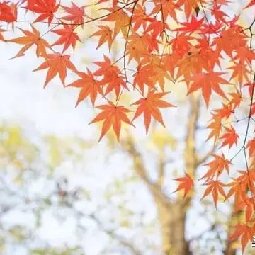 「秋霞风情，百度带你领略独特之美」