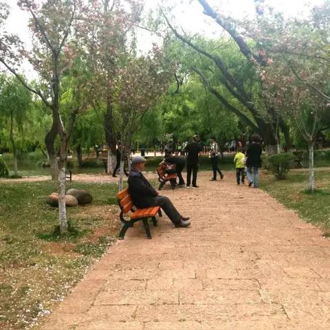 揭秘辣手摧花背后的故事与深层含义