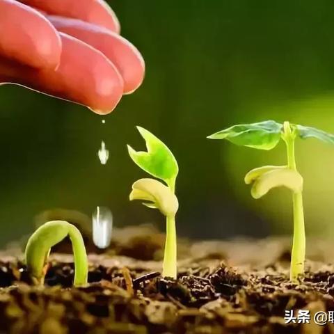 德国化肥行业巨头揭秘，前十名工厂排名及背后力量探究