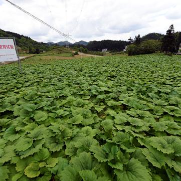 利川市最新疫情动态，共同守护家园，齐心抗击疫情