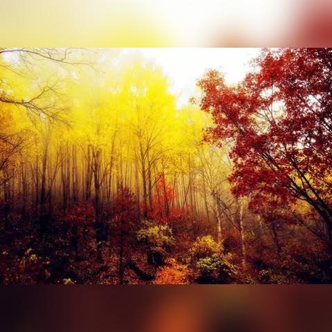 揭秘生态门奥秘，一探百度收录下的生态门世界